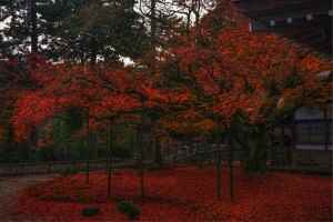 雷山千如寺大悲王院　楓　